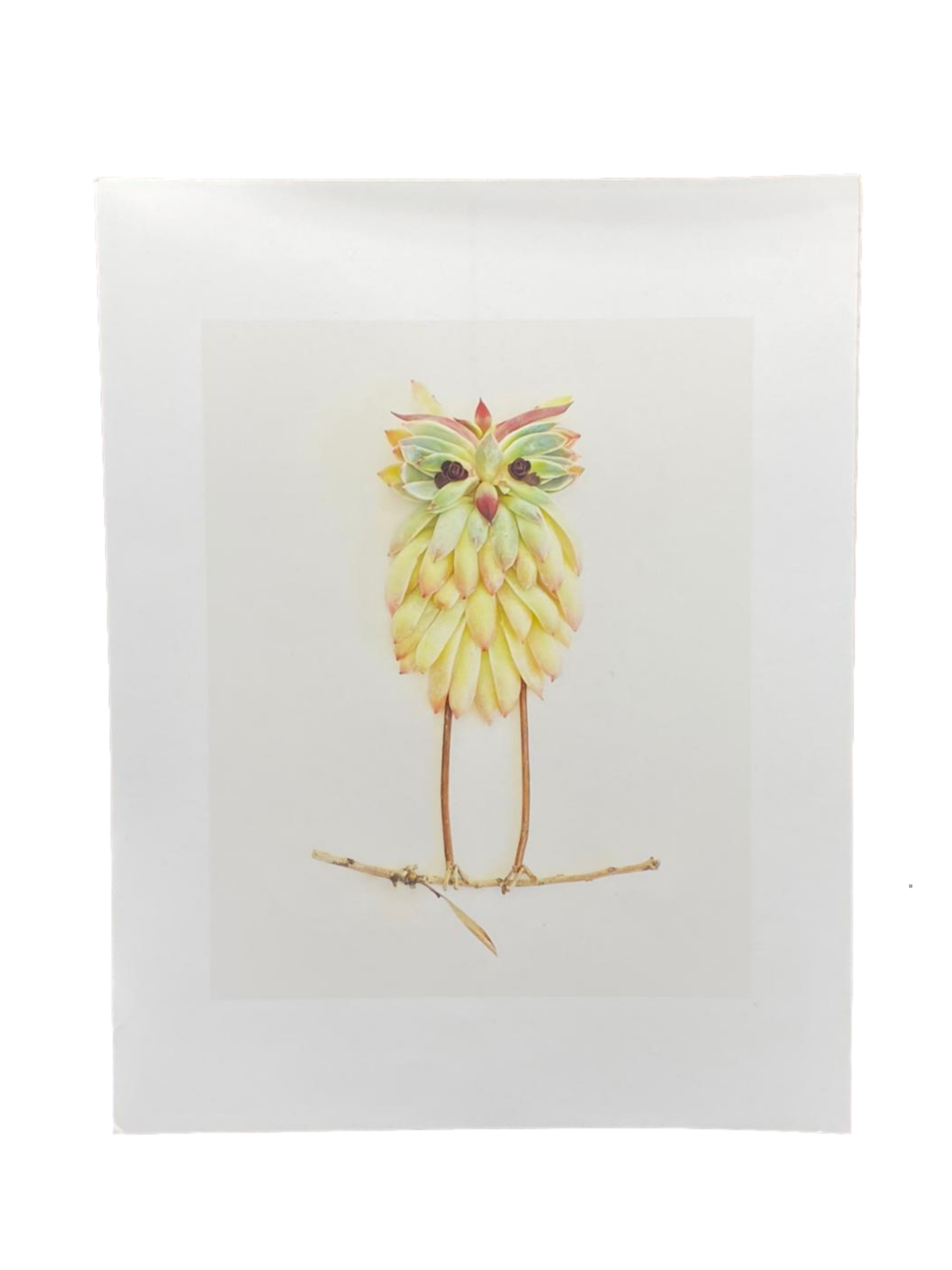 Lámina Lechuza 28 x 36 cm